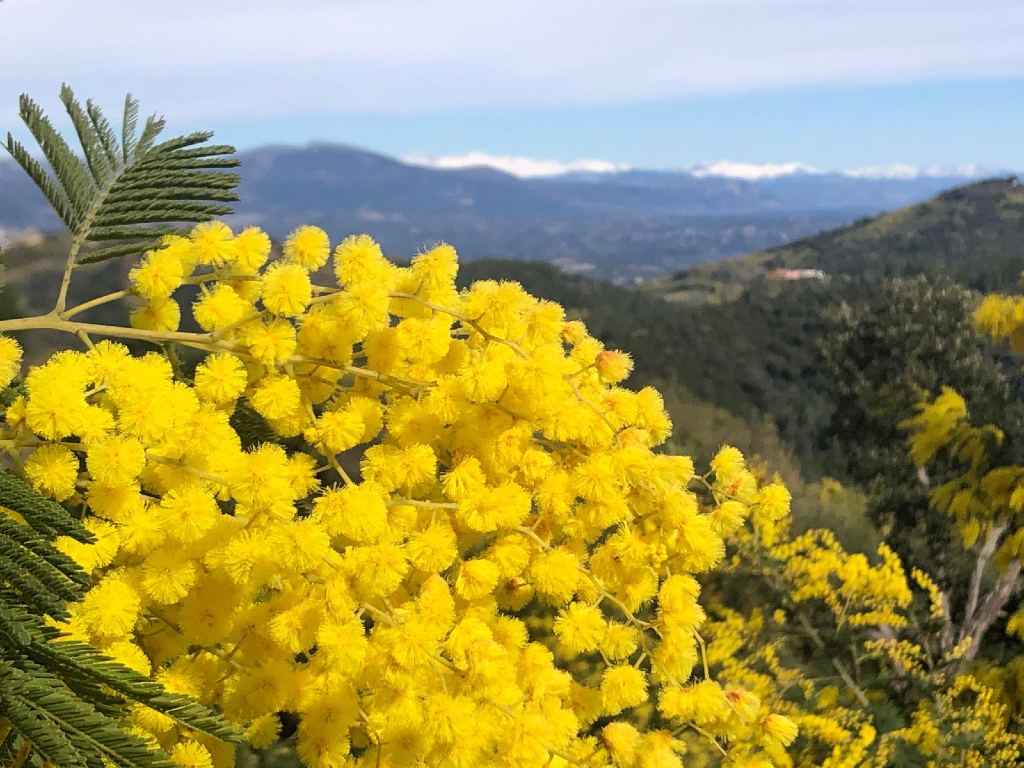 Dimanche 15 février 2026: les mimosas du Tanneron
